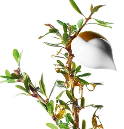 ARGAN 1
